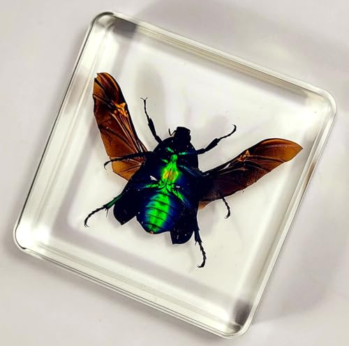 Image of 2.9 inch Green Blue Rose Chafer Beetle w /Open Wings in Crystal Clear Lucite Resin Paperweight Specimen Preserved Rhomborrhina Sesplendens Insect Taxidermy Collection Biology Science Education Display