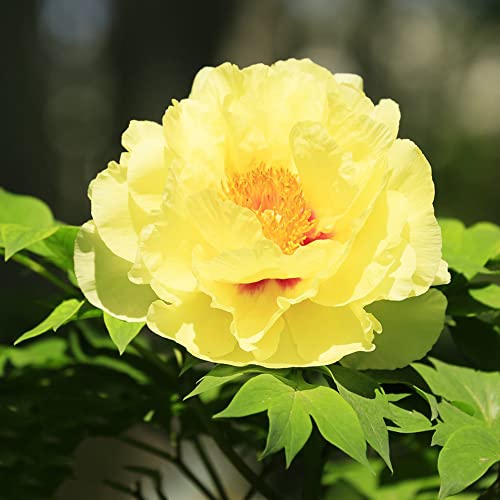 15 Frische Pfingstrosen Im Mix – Bunte Schnittblumen Für Zuhause