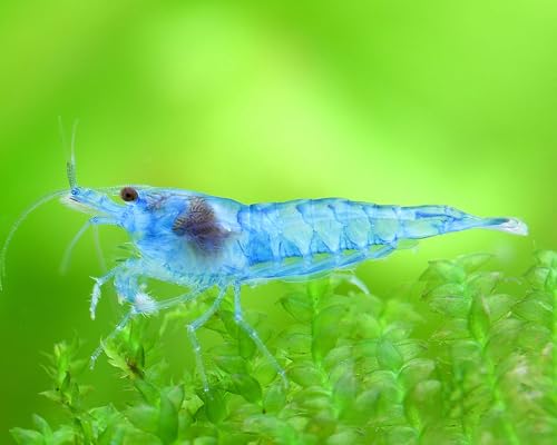 ShrimpRack Blue Velvet Live Freshwater Aquarium Shrimps Inverts. Breeding Age. Live Arrival...