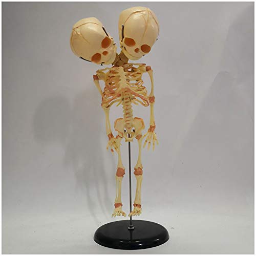 sjdoPulse Fetal Skeleton Model - PVC Material Fetal Skeleton Teaching Model - Medical Anatomical Infant Skeleton Model - for Study Display Teaching Medical Model