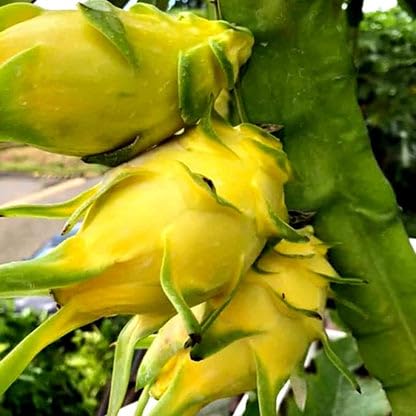 Image of 3 COMBO DRAGON FRUIT PLANT 1 RED 1 WHITE 1YELLOW HYBRID ORGANIC OUTDOOR LIVE FRUIT TREE