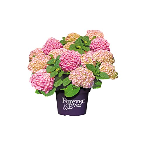 Planta NATURAL con Flores Rosas - Hortensia