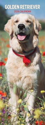 Golden Retriever 2026 Slim Calendar