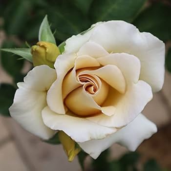 Amazon.co.jp: バラ苗 【スイートマスタード】 (中苗