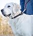 Fettleder Hunde Halsband geflochten – Robustes Lederhalsband aus Handarbeit – hochwertiges Büffel-Leder Halsband Clarissa (L (42.0-51.0cm))
