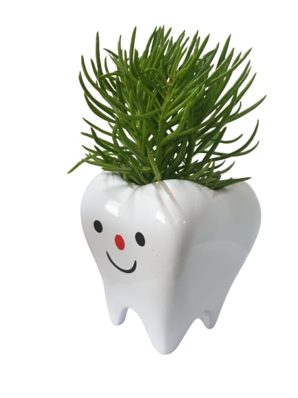 O2 Decor Products Unbreakable Fiber Glass Pots Teeth (White) (B08547T14Z) Amazon Price History, Amazon Price Tracker