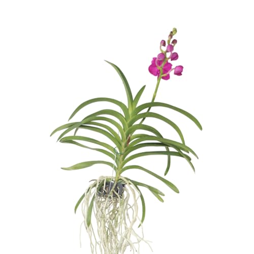 Plant in a Box - Orquídea Vanda - Rosa - L - Altura 60cm