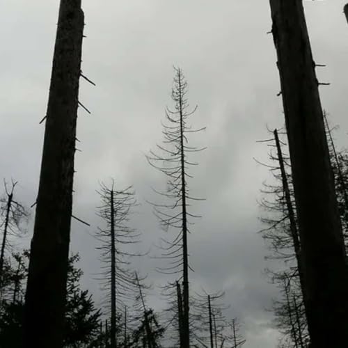 Kru&scaron;nohorsk&eacute; lesy zničila rudo-čern&aacute; labuť