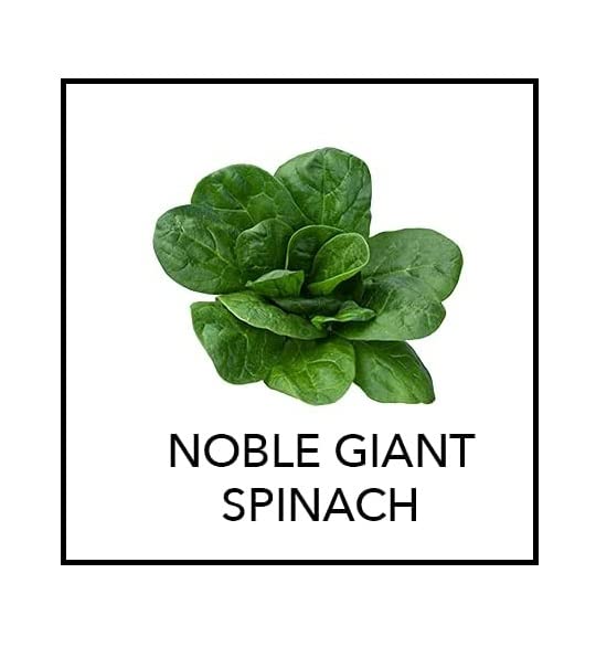 VibeX Noble Giant Spinach -500 Seeds (B0BBFZK74D) Amazon Price History, Amazon Price Tracker