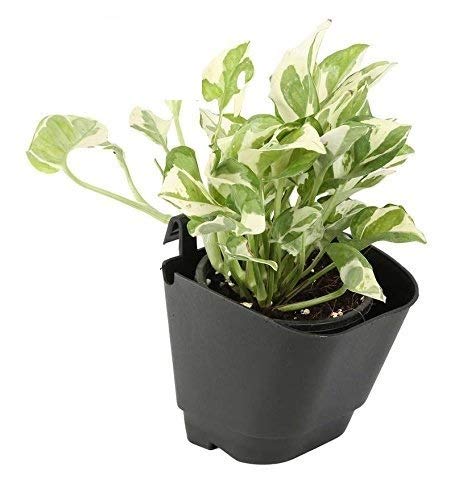 Agritech Vertical Garden Pots and Planter Wall Hanging pots for Plants (Black, 50) (B0852Q1ZJT) Amazon Price History, Amazon Price Tracker