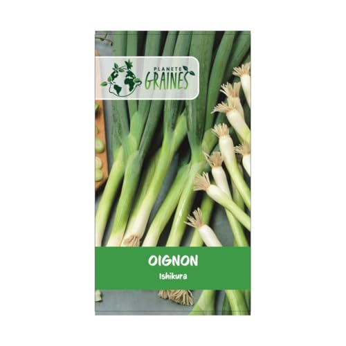 300 graines oignon ishikura - ciboule - oignons japonais - Oignon-poireau - récolte précoce et rapide