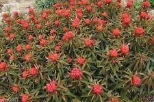 20 Euphorbia Griffithii 'Fireglow' Seeds - Cushion Spurge, Drought Tolerant !
