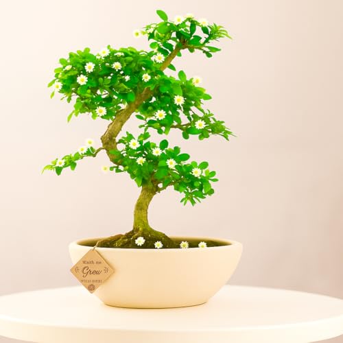 Abana Homes Bonsai Live Plant - 4 Years Old Carmona Flowering & F...