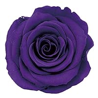 Amazon｜大地農園 日本製 プリザーブドフラワー ローズ かのん L 花径