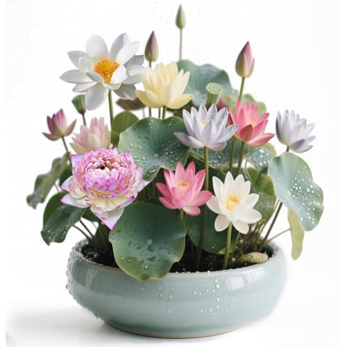 10 Unique Varieties Lotus Seeds for Planting - 100pcs Mixed Color...