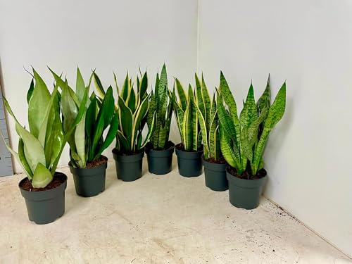 3 Stück Sansevieria mix 50-60 cm Bogenhanf bessere Raumluft...