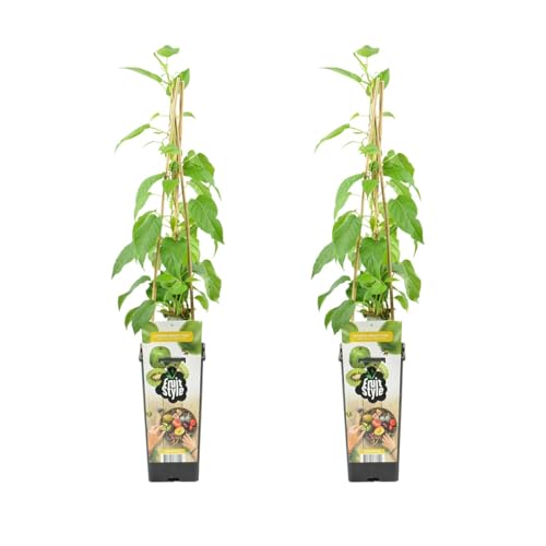 Bloomique - 2er - Set - Actinidia arguta Issai - Kiwibeere - Obstpflanzen - Gartenpflanzen - Winterhart - Höhe 50-70 cm - Topf 15 cm