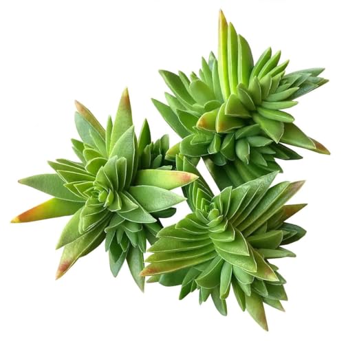 Live Succulent 2 inch Crassula Red Pagoda (Shark Tooth) - Succulents Plants Live - Live, Healthy Succulents - Unique Succulent Gift Ideas - Easy to Care Succulents for Beginners Live Succulent 2 inch Crassula Red Pagoda (Shark Tooth) - Succulents Plants Live - Live, Healthy Succulents - Unique Succulent Gift Ideas - Easy to Care Succulents for Beginners