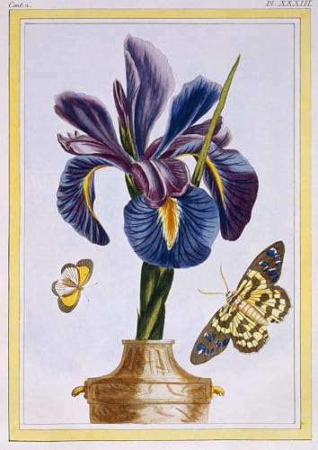 Arts affiche artistique Iris commun Pierre Buchoz poster décoration murale toile 60x90
