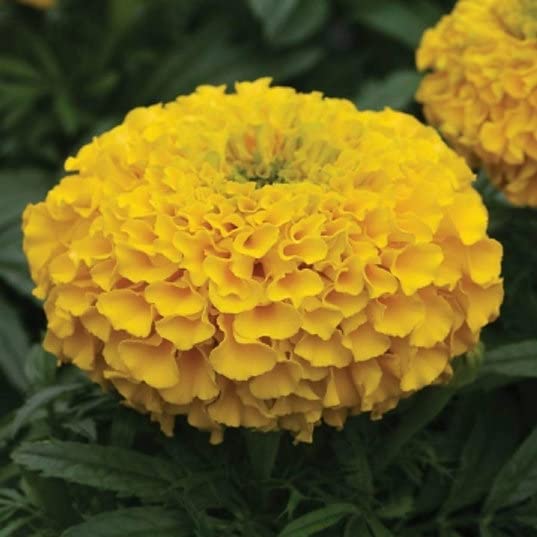 Biocarve Seeds African Marigold F2 Yellow Flower Seeds For Home, Balcony, Terrace, Gardening | Outdoor Garden Flowers Seed | Pack of 1: 50 Seeds (B09YLZLC73) Amazon Price History, Amazon Price Tracker