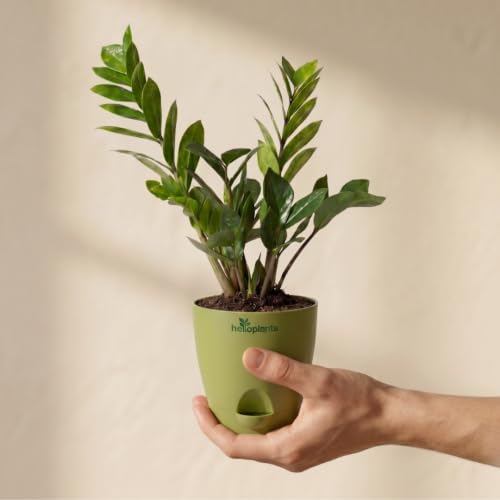 Image of Zamia Green ZZ Plant Zamioculcas Zamiifolia Indoor Live Plant Air-Purifying Decor for Office and Home in a 4-Inch Self-Watering Matte Green Pot