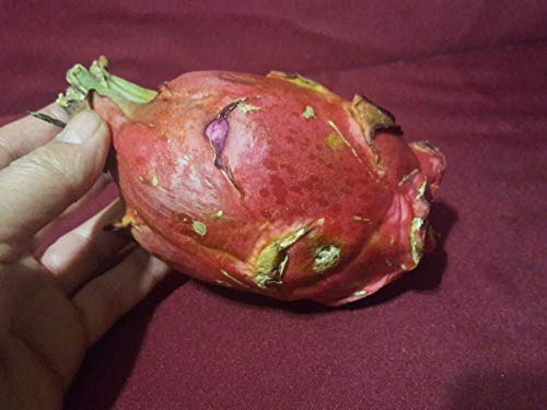 Zaylee Garden 1 Live Hylocereus Undatus Rooted Plant | Rare Dragon Fruit | Exotic Evergreen 3Inch Succulent #TOP1