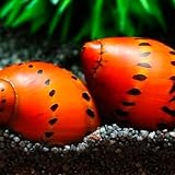 Tiger Nerite Live Mystery Snails for Freshwater Aquarium (4 Pack) - Live Beautiful Freshwater Aquarium Snail