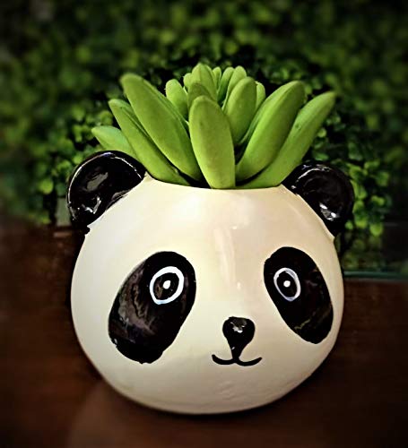 Bloom Bagicha Mini Pot in Panda Face Shape Planter/Pot and Planter for Home/Garden/Kids Room/Balcony (B08FYSBJS4) Amazon Price History, Amazon Price Tracker