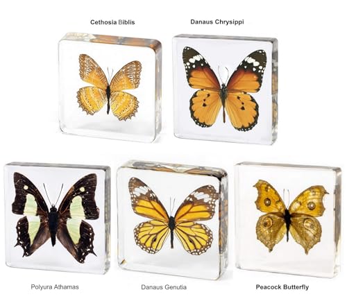 Image of Taxidermy Butterfly Insects, Real Butterflies Specimen in Resin Preserved, Clear Sealed for Closer-Look & Study, Science Educational Classroom Specimens, Unique Amazing Great Gift (3.0x3.0x0.8-inch)