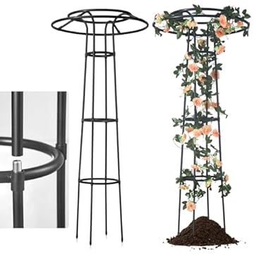 Trellis System for Blackberries - 5 Surprising Picks You Didn't Expect 2 trellis system for blackberries