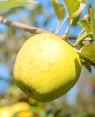 Pianta di Melo 'Golden Delicious' - Intermedia - vaso Ø 20 cm - H. 150/180 cm