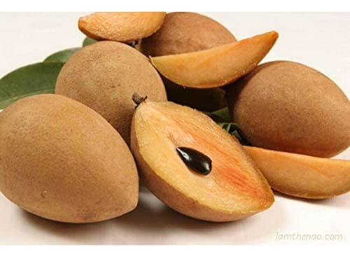 PYANABI GARDEN Long Chikoo/Sapota Thai variety Grafted Plant Naseberry Fresh Short Time Fruit Plant Healthy 17 INCH TEAL PB_013