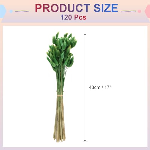 Queue de lapin naturelle fleurs séchées 120pcs vert herbe QUARKZMAN - 3