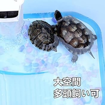 Amazon 亀の楽園 亀の水槽 カメ 飼育ケース ボックス タートルタンク 日向ぼっこ台 ミドリガメ クサガメ スッポン 観察 排水孔 階段 エサ皿 大 60cm 特大 74cm 大 ブルー Panni 飼育ケース ケージ 通販 Amazon 亀の楽園 亀の水槽 カメ 飼育ケース ボックス タートルタンク 日向ぼっこ台 ミドリガメ クサガメ スッポン 観察 排水孔 階段 エサ皿 大 60cm 特大 74cm 大 ブルー Panni 飼育ケース ケージ 通販