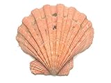 Zentron Crystal Collection Lion Paw Shell - Large 4-5' Natural Shell
