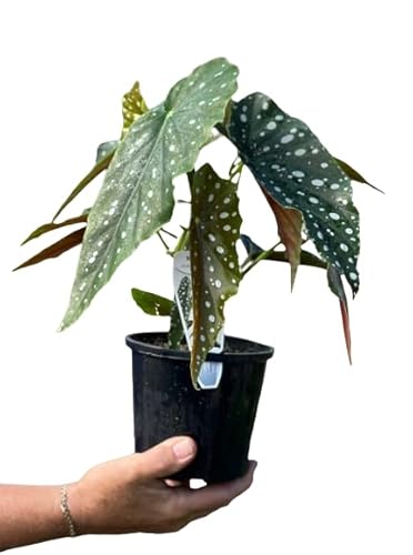 Begonia Maculata Natural Planta Exótica para Interior y Exterior