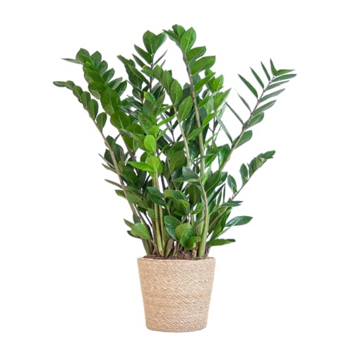 Zamioculcas Zamiifolia con cesta Sofía natural - 70-80cm - Ø21cm - Planta de interior - Hojas perennes