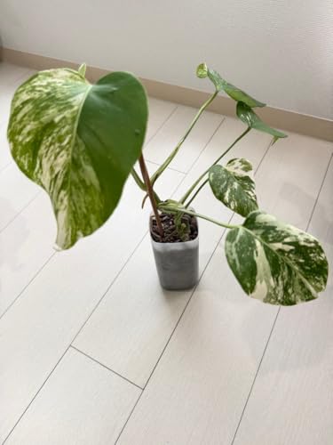 モンステラ ホワイトタイガー」の人気商品一覧 | 安い商品を通販サイト