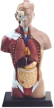 Anatomy Model Learning Tool Body Manikin Anatomical Torso Model, 28CM Human Torso Lab Supplies, for Medical Aid - Three s of Breathing, Digestion and Urinary Skeleton Model