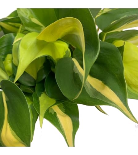 Potho Philodendron Brasilf Exótico Natural la Planta Colgante Ideal para tu Hogar