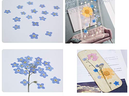 50pcs flores secas prensadas para manualidades variadas miniatura 4