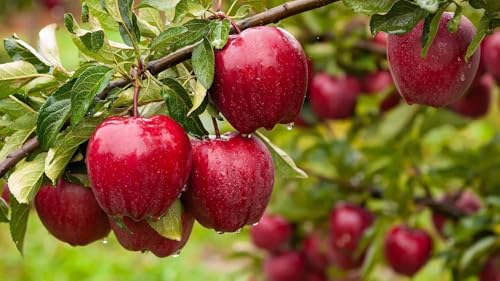 Image of Grafted Sweet Apple Plant (HRMN-99) / Live apple plant specially bred for hot climates /hot weather- 1 healthy seb tree with polybag