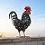 Ratuor Rooster Garden Statue Sculpture Metal Chicken Yard Decor Outdoor Figurines Patio Backyard Decoration (Black)
