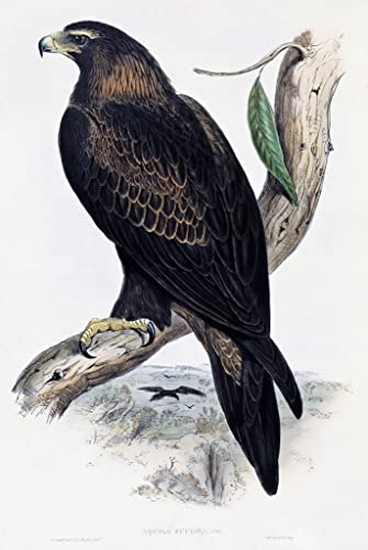 Toile oiseaux d'Australie par John Gould impression artistique de prestige décoration murale luxe