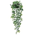 Vine Plants