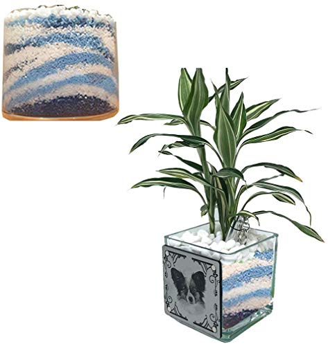 ガジュマル 種の通販 価格情報 ユアガイド