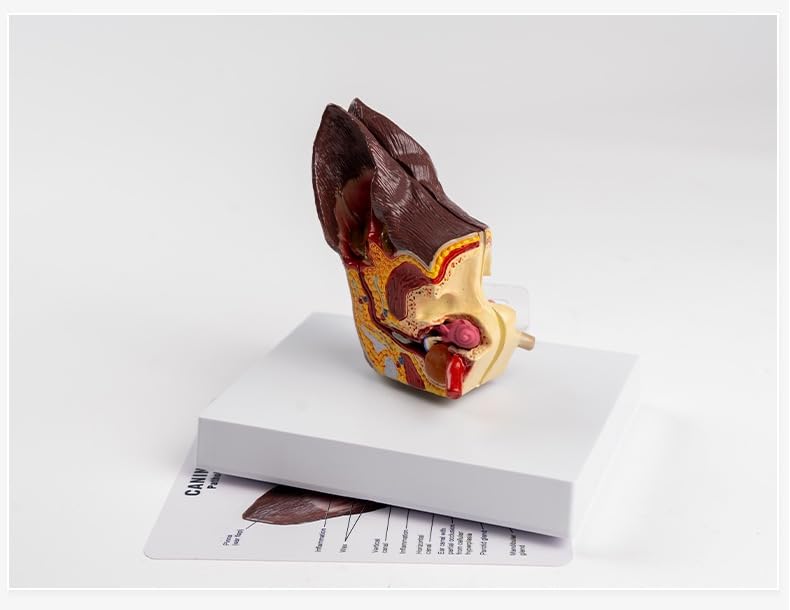 Medical Science Dog Ear Pathology Model Canine Ear Anatomical Model