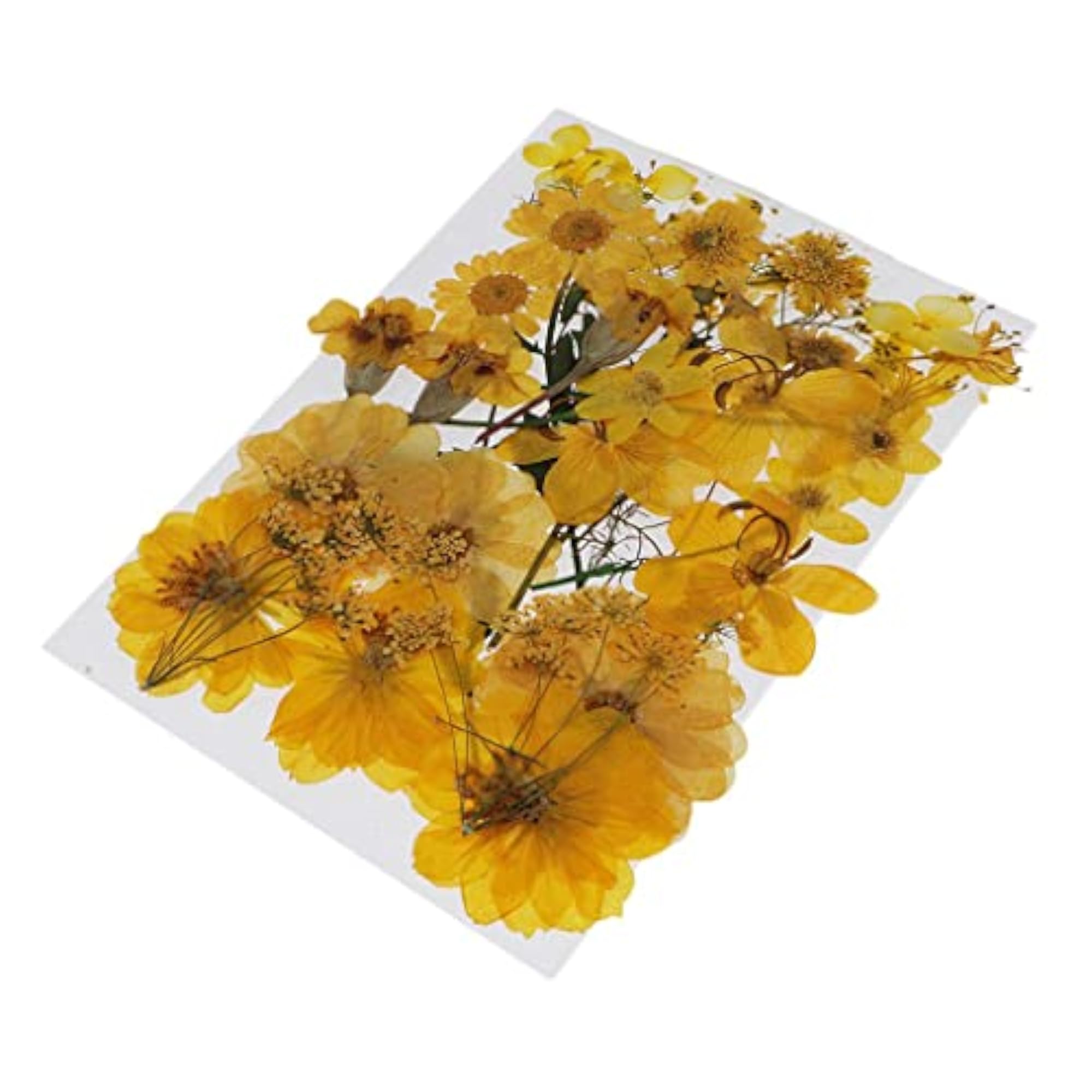 Natural Pressed Dried Flowers for Scrapbooking