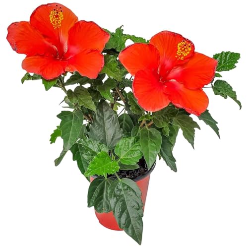 Tropical Plants of Florida - Red Hibiscus Bush Dwarf - Flowering Plants Live - 12 to 16 Overall Height - 1 Gallon Planter