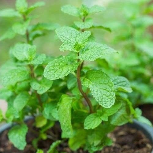 Más de 500 Sombrero Giong Rau Hung Lui Hierba de menta vietnamita Sin OGM Plantación fácil y simple